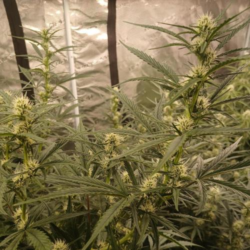 Forum Stomper x Grapewalker Kush-FREEBIE. Week 6 - Day 37