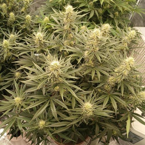 Dodgy Jammers. Week 8 - Day 53