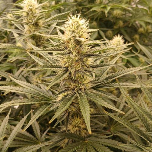 Dodgy Jammers. Week 8 - Day 53