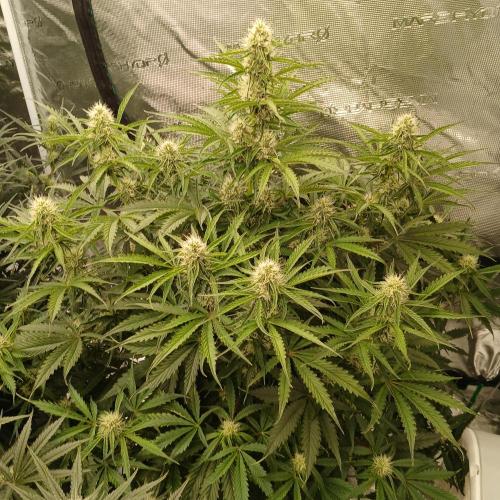 Beary Berry Punch. Week 6 - Day 42