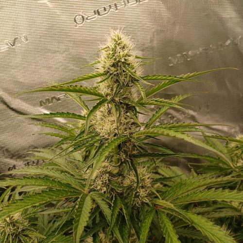 Beary Berry Punch. Week 6 - Day 42