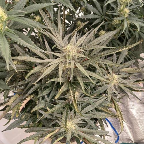 Mango Runtz. Week 7 - Day 44