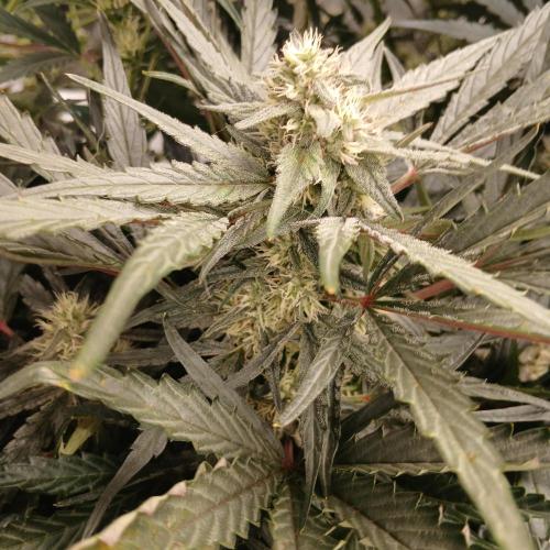Mango Runtz. Week 7 - Day 44