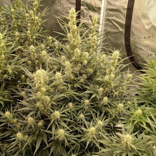 Skywalker x Ripley OG - FREEBIES. Week 6 - Day 39