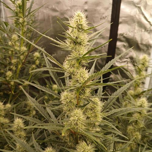 Skywalker x Ripley OG - FREEBIES. Week 6 - Day 39