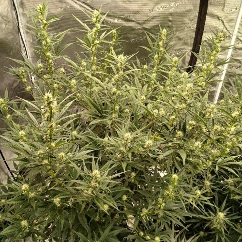 Forum Stomper x Grapewalker Kush-FREEBIE. Week 6 - Day 38