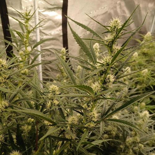 Forum Stomper x Grapewalker Kush-FREEBIE. Week 6 - Day 38