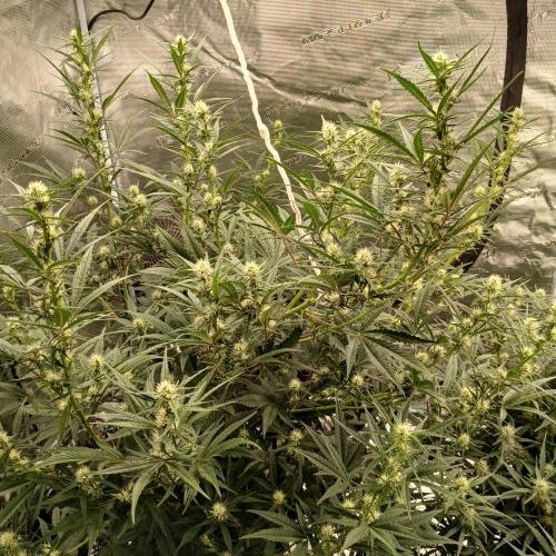 Forum Stomper x Grapewalker Kush-FREEBIE. Week 6 - Day 38, night