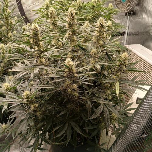 Dodgy Jammers. Week 8 - Day 54