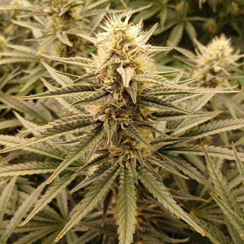 Dodgy Jammers. Week 8 - Day 54