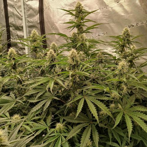 Beary Berry Punch. Week 7 - Day 43