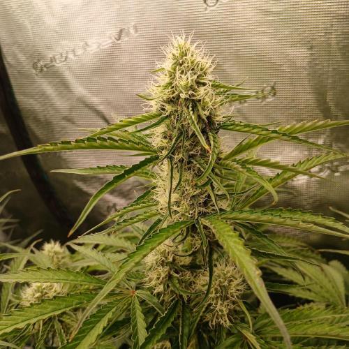 Beary Berry Punch. Week 7 - Day 43