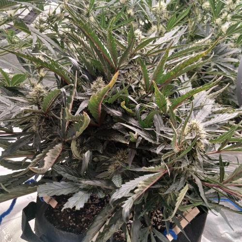 Mango Runtz. Week 7 - Day 45