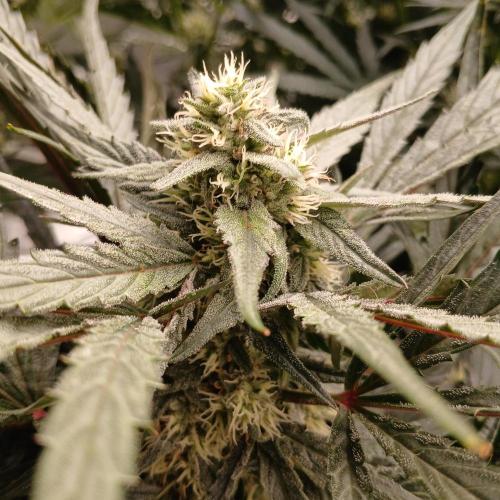 Mango Runtz. Week 7 - Day 45