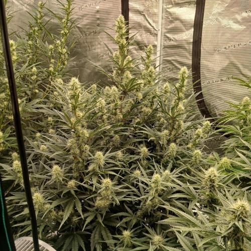 Skywalker x Ripley OG - FREEBIES. Week 6 - Day 40