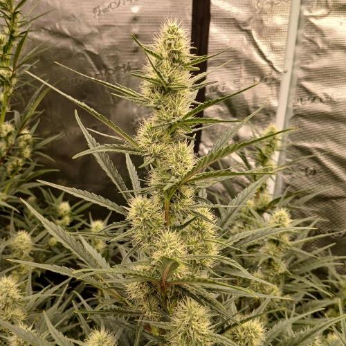 Skywalker x Ripley OG - FREEBIES. Week 6 - Day 40