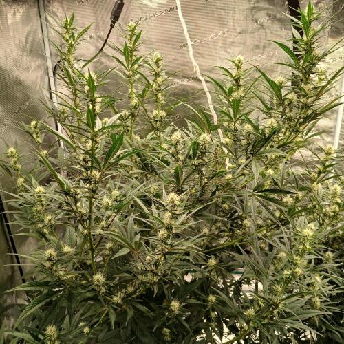 Forum Stomper x Grapewalker Kush-FREEBIE. Week 6 - Day 39