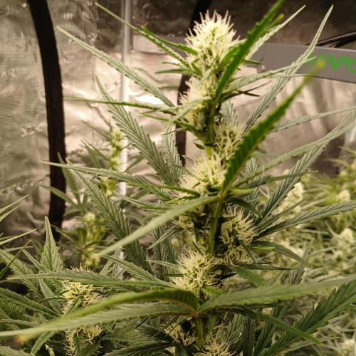 Forum Stomper x Grapewalker Kush-FREEBIE. Week 6 - Day 39