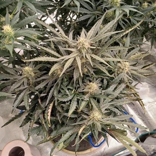 Mango Runtz. Week 7 - Day 45, night