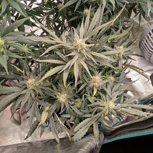 Mango Runtz. Week 7 - Day 45, night, after defoliation