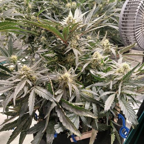 Mango Runtz. Week 7 - Day 45, night, after defoliation