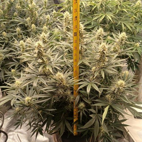 Dodgy Jammers. Week 8 - Day 55