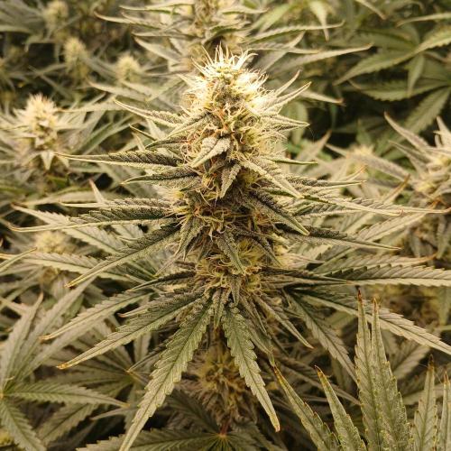 Dodgy Jammers. Week 8 - Day 55