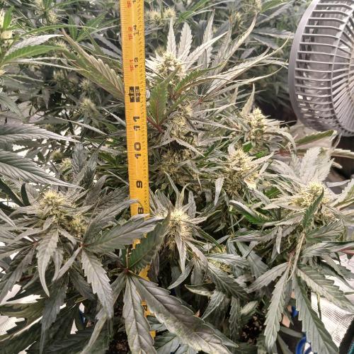 Mango Runtz. Week 7 - Day 46