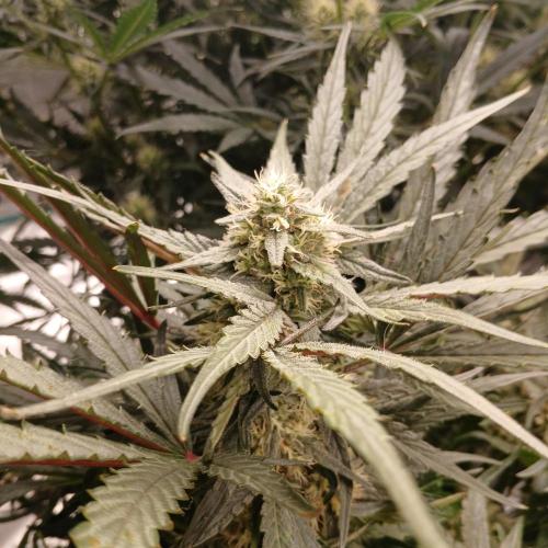 Mango Runtz. Week 7 - Day 46