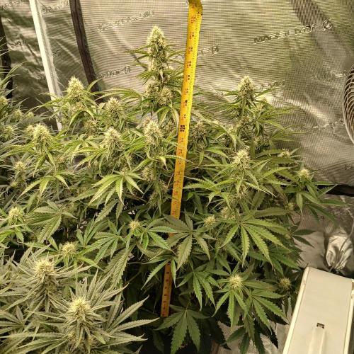 Beary Berry Punch. Week 7 - Day 44