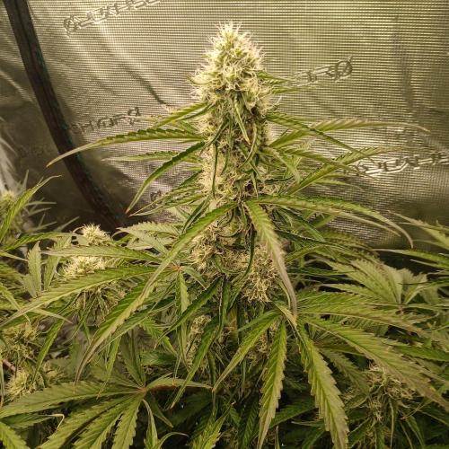 Beary Berry Punch. Week 7 - Day 44