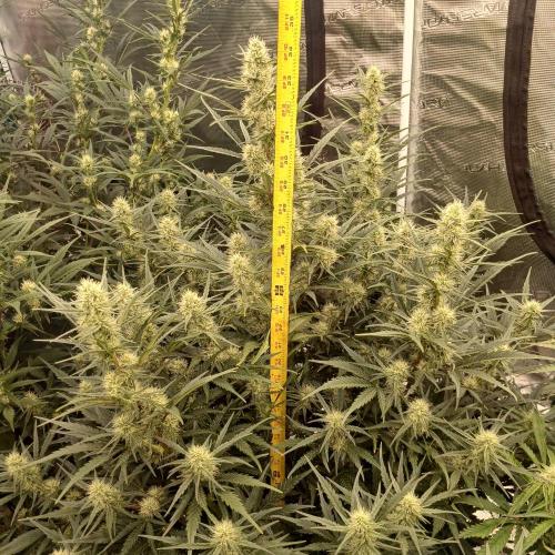 Skywalker x Ripley OG - FREEBIES. Week 6 - Day 41