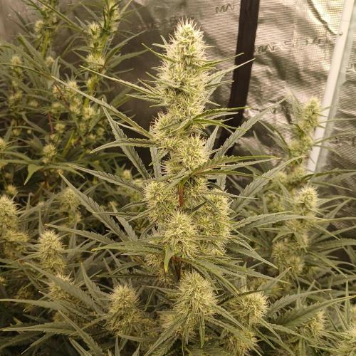Skywalker x Ripley OG - FREEBIES. Week 6 - Day 41