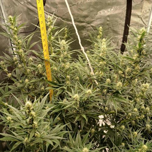 Forum Stomper x Grapewalker Kush-FREEBIE. Week 6 - Day 40