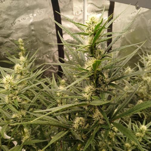 Forum Stomper x Grapewalker Kush-FREEBIE. Week 6 - Day 40