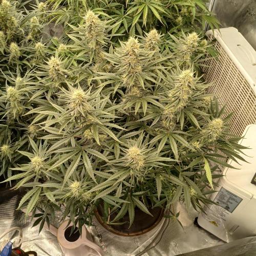 Dodgy Jammers. Week 8 - Day 56