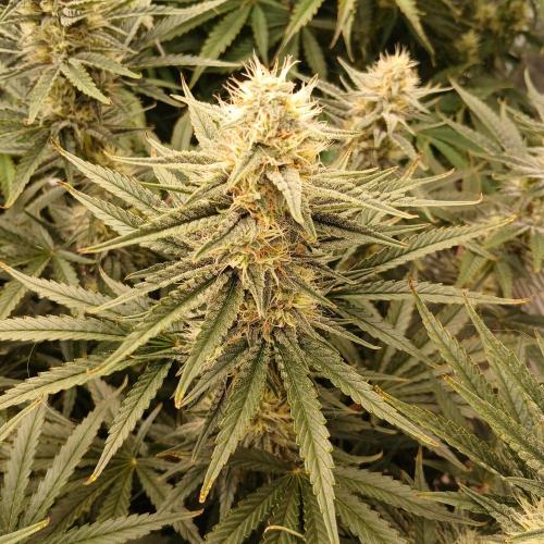 Dodgy Jammers. Week 8 - Day 56