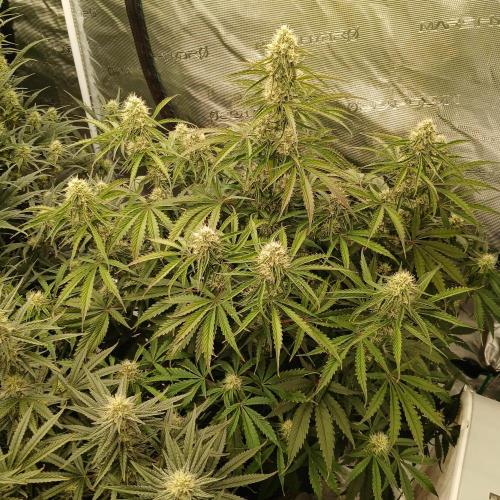 Beary Berry Punch. Week 7 - Day 45