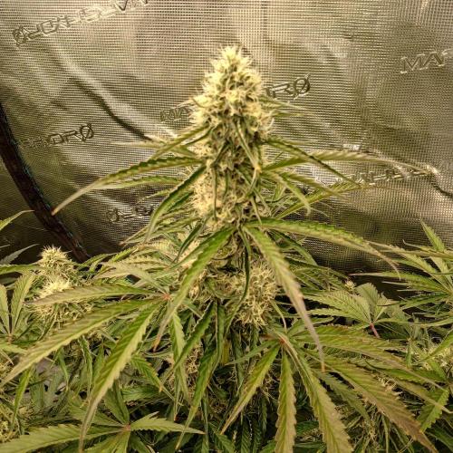 Beary Berry Punch. Week 7 - Day 45