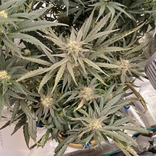 Mango Runtz. Week 7 - Day 47