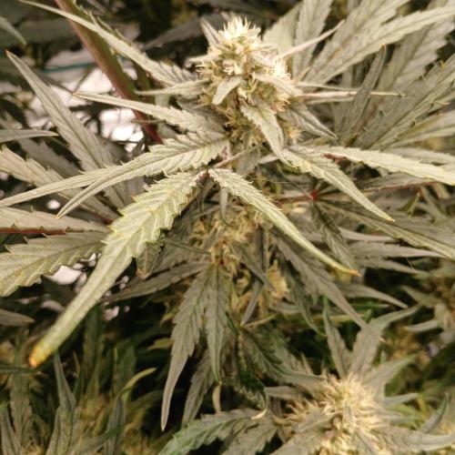 Mango Runtz. Week 7 - Day 47
