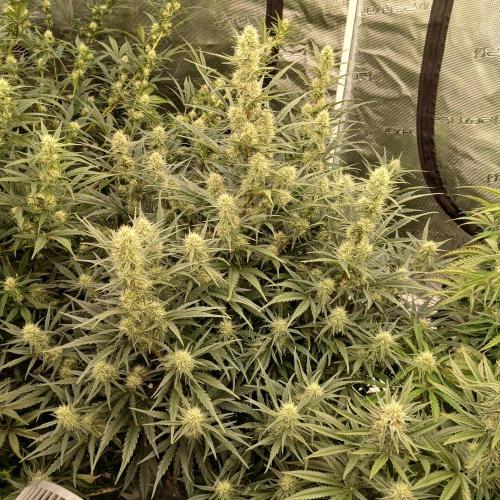 Skywalker x Ripley OG - FREEBIES. Week 6 - Day 42