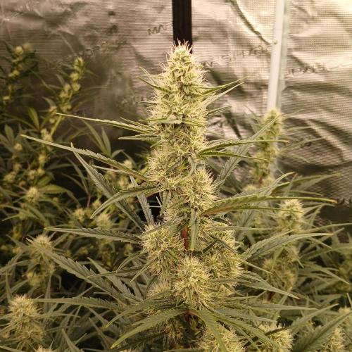Skywalker x Ripley OG - FREEBIES. Week 6 - Day 42