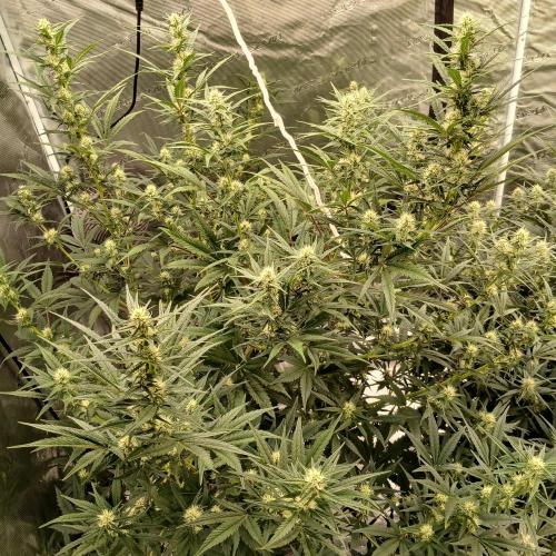 Forum Stomper x Grapewalker Kush-FREEBIE. Week 6 - Day 41