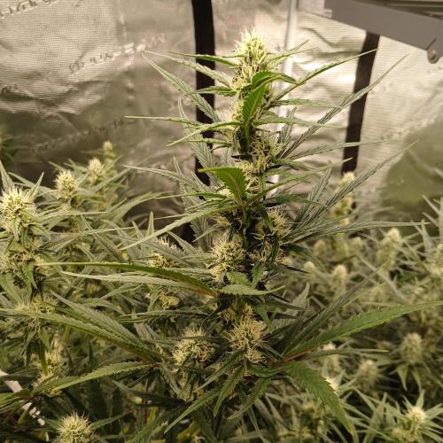 Forum Stomper x Grapewalker Kush-FREEBIE. Week 6 - Day 41