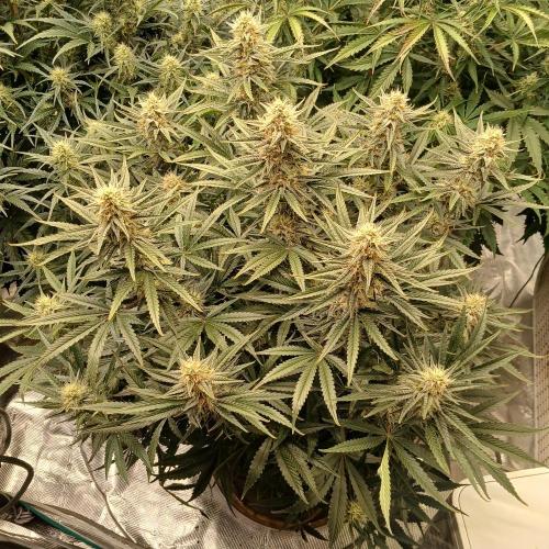 Dodgy Jammers. Week 9 - Day 57