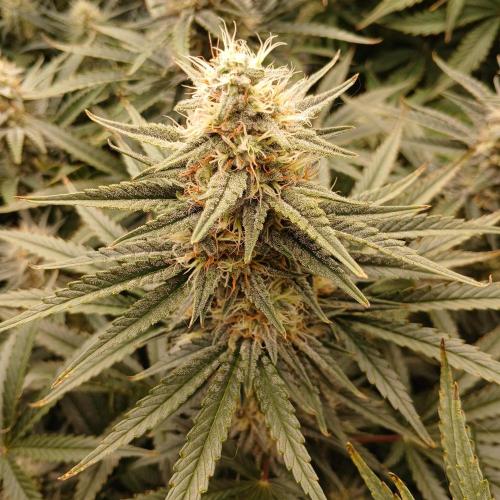 Dodgy Jammers. Week 9 - Day 57
