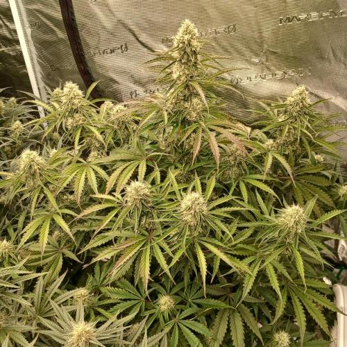 Beary Berry Punch. Week 7 - Day 46