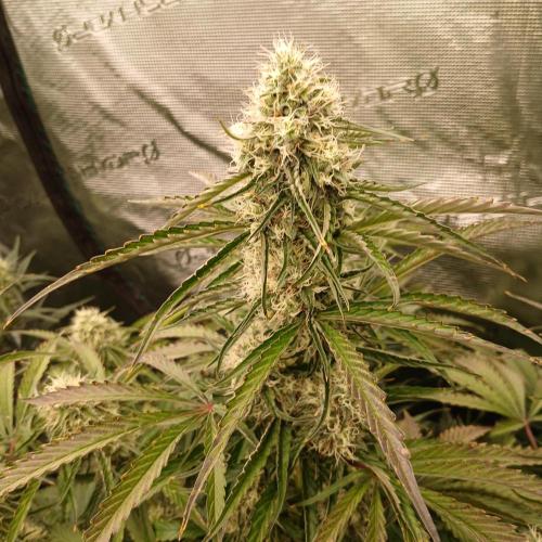 Beary Berry Punch. Week 7 - Day 46