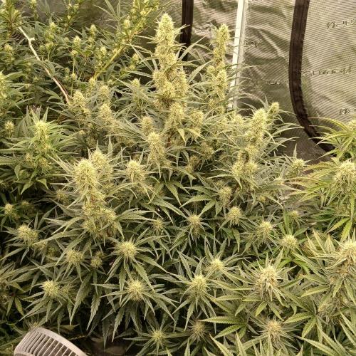 Skywalker x Ripley OG - FREEBIES. Week 7 - Day 43